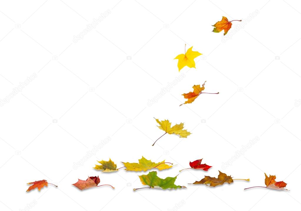 Autumn maple leaves falling