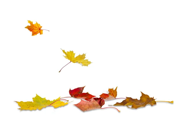 Autumn maple leaves falling — Stock Photo, Image