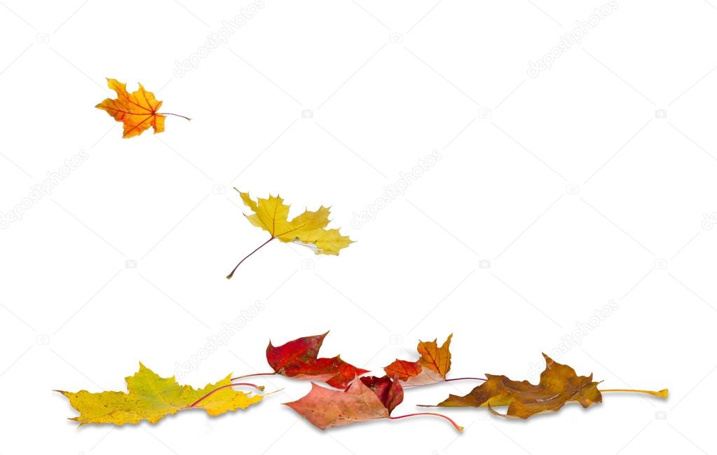 Download Maple autumn leaves falling to the ground, on white