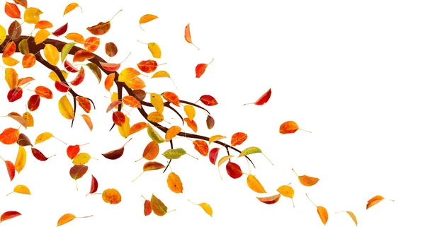 Autumn branch — Stock Photo, Image