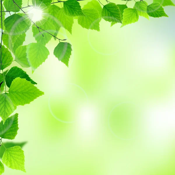 Spring leaves — Stock Photo, Image