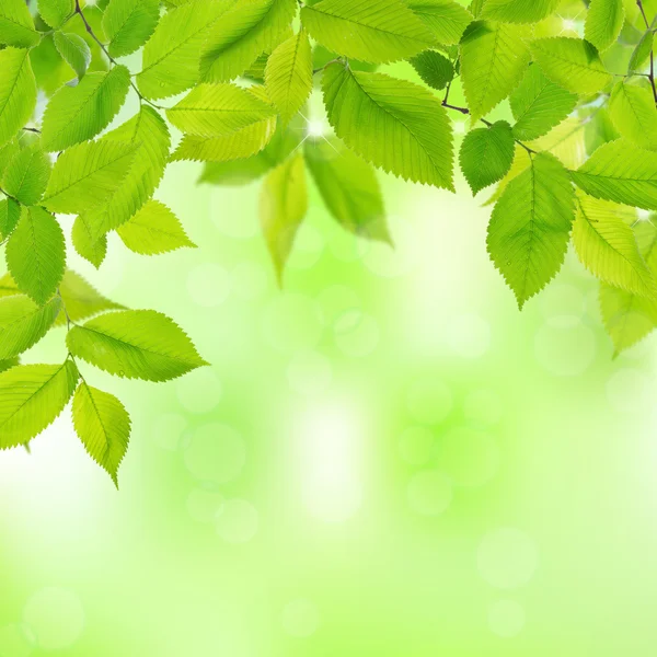 Spring leaves — Stock Photo, Image