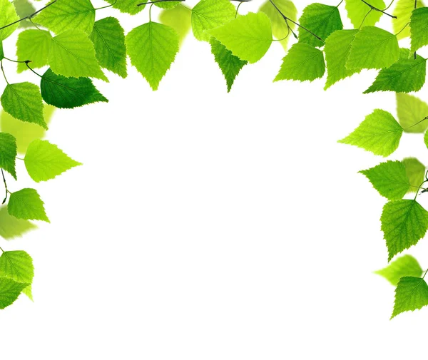 Green leaves — Stock Photo, Image