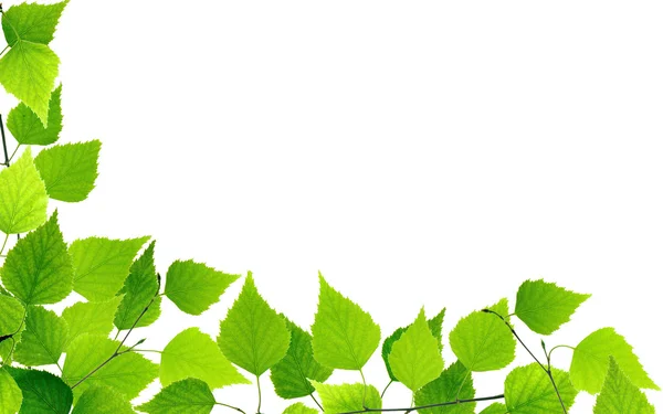 Green leaves — Stock Photo, Image