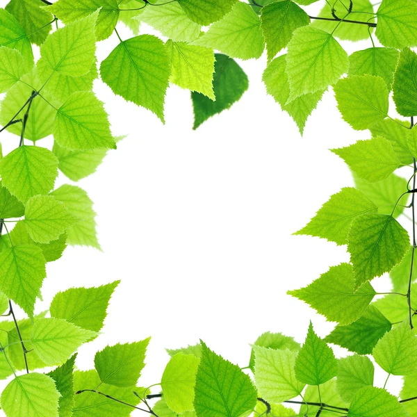 Green leaves — Stock Photo, Image