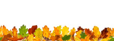 Seamless autumn oak leaves
