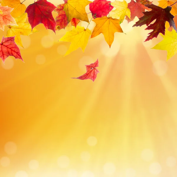Autumn klonowe listowie, objętych — Zdjęcie stockowe