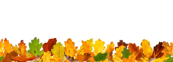 Seamless autumn oak leaves — Stockfoto