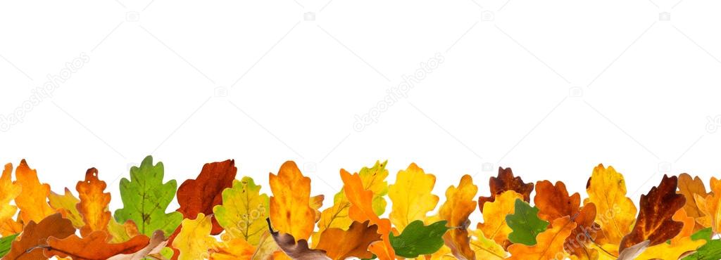 Seamless autumn oak leaves