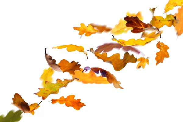 Foglie di quercia autunno — Foto Stock