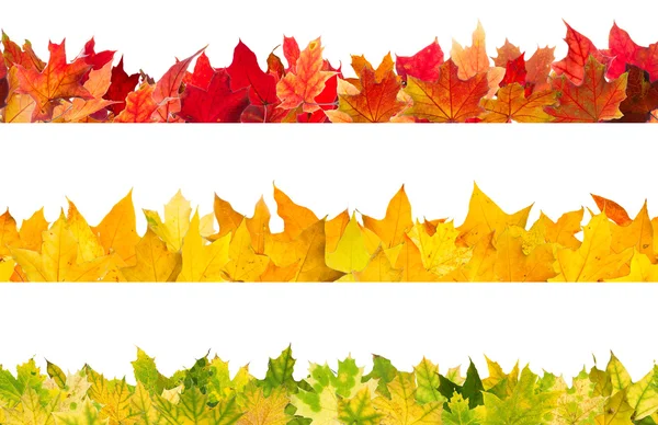 Folhas de bordo de outono sem costura — Fotografia de Stock