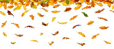 Sonbahar meşe yaprakları