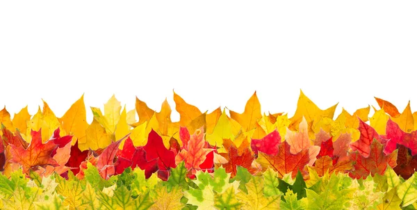 Seamless autumn maple leaves — Stock Photo, Image