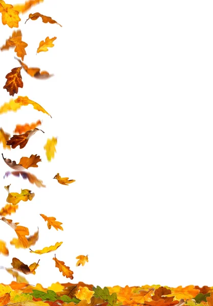 Őszi tölgyfa levelek — Stock Fotó