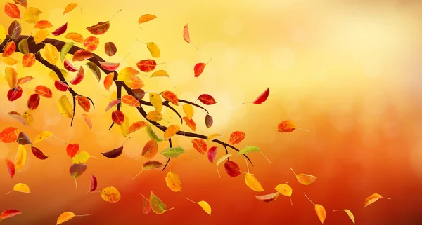 Rama de otoño — Foto de Stock