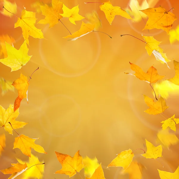 Hojas de arce amarillo otoño — Foto de Stock