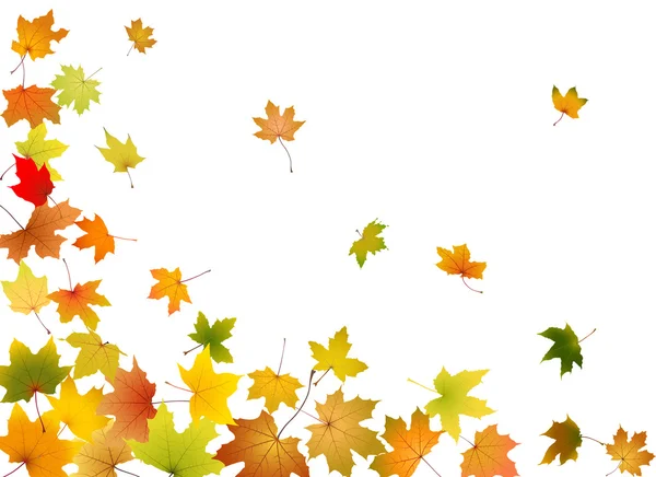 Padajícím listí javor — Stockový vektor