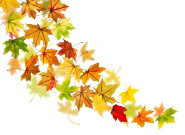 düşen akçaağaç yaprakları