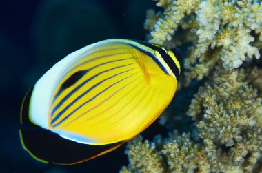 Blacktail Butterflyfish Kızıldeniz