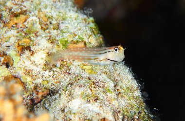 Çok dişli blenny