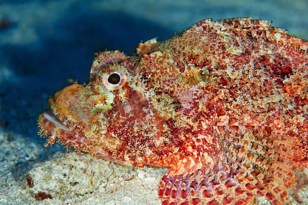 Blacktail Butterflyfish Rudé moře — Stock fotografie