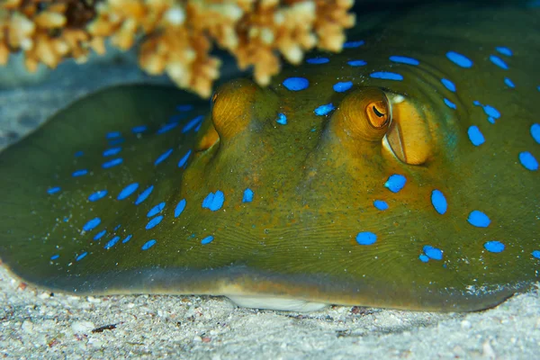 Schwarzschwanz-Schmetterlingsfisch rotes Meer — Stockfoto