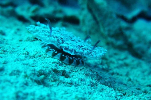 Blacktail Butterflyfish Rudé moře — Stock fotografie