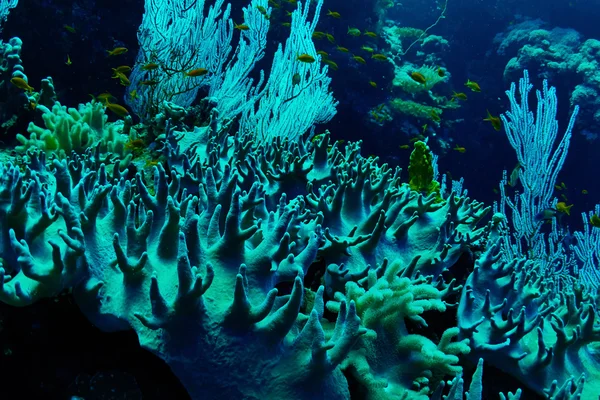 Soft Corals underwater — Stock Photo, Image