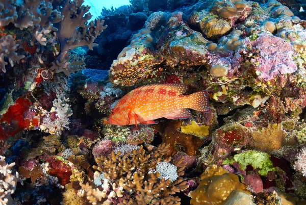 Korall hind under vattnet — Stockfoto