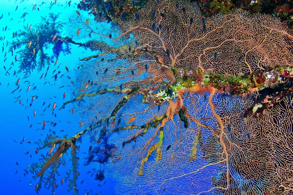 Gorgoniano em um recife — Fotografia de Stock
