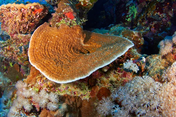 Explanate sallad coral — Stockfoto