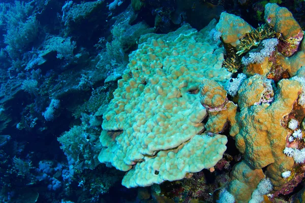 Steinkorallen unter Wasser — Stockfoto