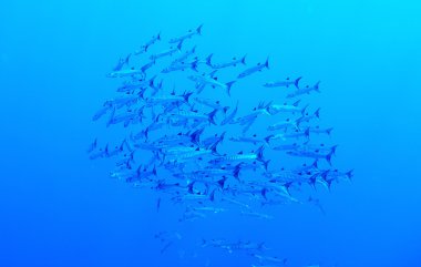 Blackfin barracudas sualtı