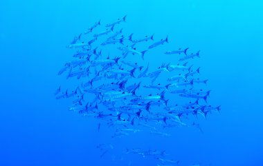Blackfin barracudas underwater clipart