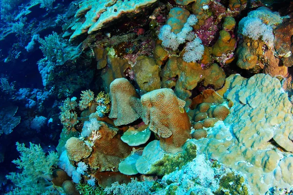 Corales pedregosos bajo el agua — Foto de Stock