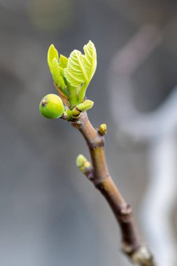  İncir dalı açar ve ilkbaharda ilk yapraklar açar.
