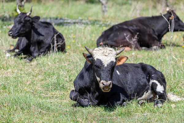 A spotted horned bull resting on the grass among the cows — Stock Photo, Image