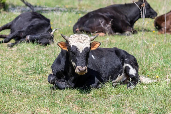 Ein getupfter gehörnter Stier, der auf dem Gras zwischen den Kühen ruht lizenzfreie Stockbilder