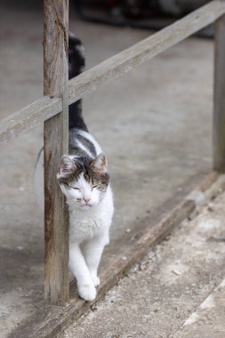  Siyah ve beyaz kedi çitlere sürtünüyor.