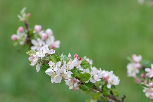 Zweig des blühenden Apfelbaums im Frühling lizenzfreie Stockbilder