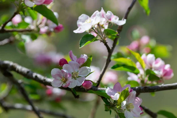 Ramo de árvore de maçã florescente na primavera Fotos De Bancos De Imagens