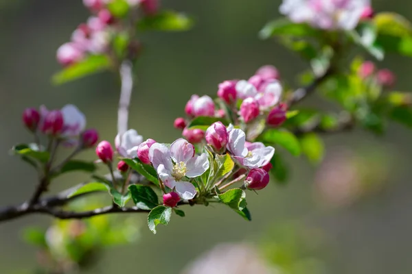 Tak van bloeiende appelboom in het voorjaar Rechtenvrije Stockfoto's