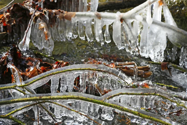 Icy tree — Stock Photo, Image