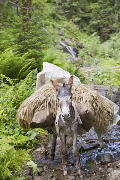 Tragfähiger Esel — Stockfoto