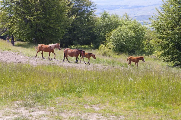 Cavalos castanhos — Fotografia de Stock