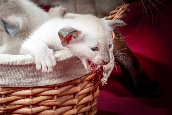 Photographie studio d'un chat oriental siamois sur fond rouge — Photo