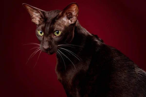 Кіт Східні шоколадно-коричневі зірки ізольовані на червоному — стокове фото