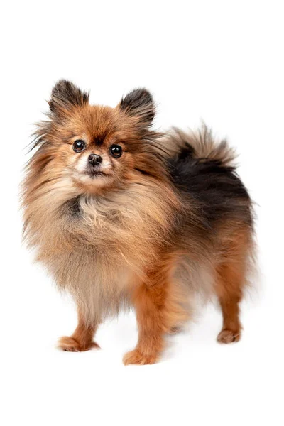 Spitz, 1 year old, in front of white background — Stock Photo, Image