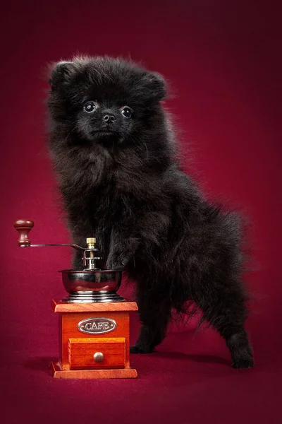 Pomeranian Spitz cachorro. Lindo perro Spitz negro esponjoso sobre fondo rojo. Pequeño perro enano-Spitz amigable para la familia. — Foto de Stock