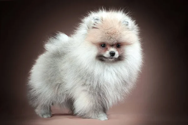 Pomeranian Spitz puppy. Roztomilý načechraný barevný Spitz pes na hnědém pozadí. Malý trpasličí pes přátelský k rodině. — Stock fotografie